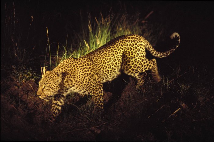 South Africa - Leopard on a night safari illuminated by a flashlight